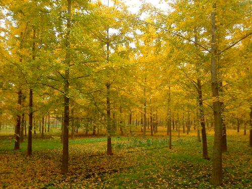 樹木生長不良的原因