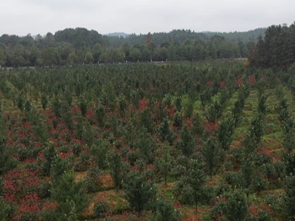 苗木開出“致富花”