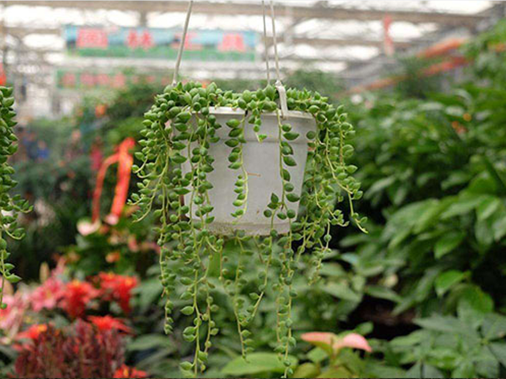 珍珠吊蘭怎么澆水？珍珠吊蘭澆水方法