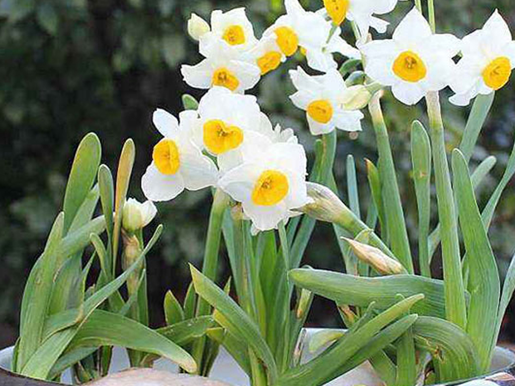 水仙花啞花什么原因？正確的養護方法