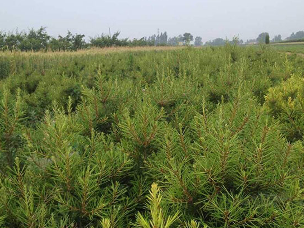 白皮松的種子怎么播種？