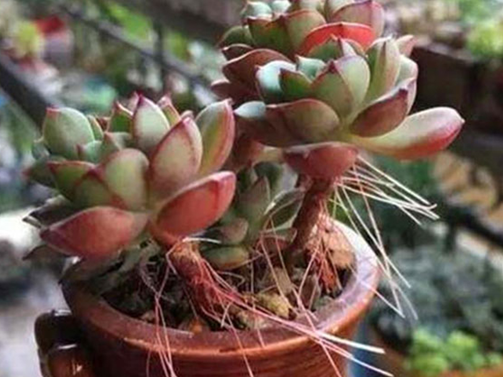 冬養多肉要關注的問題