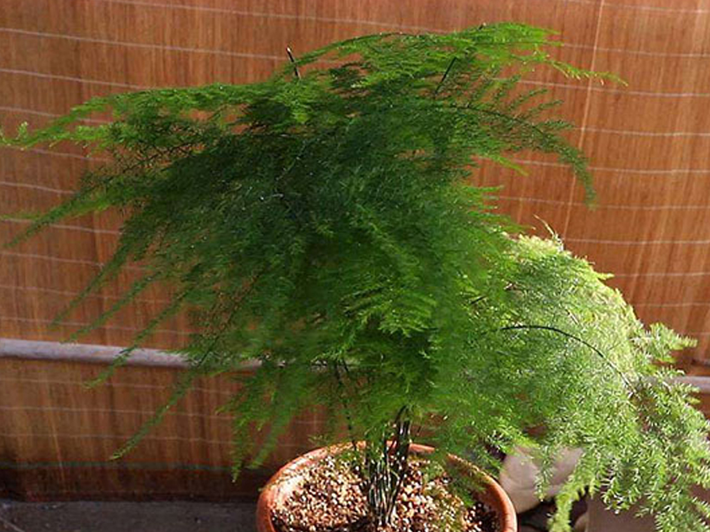 文竹這樣養(yǎng)冬天不停冒“筍芽”！