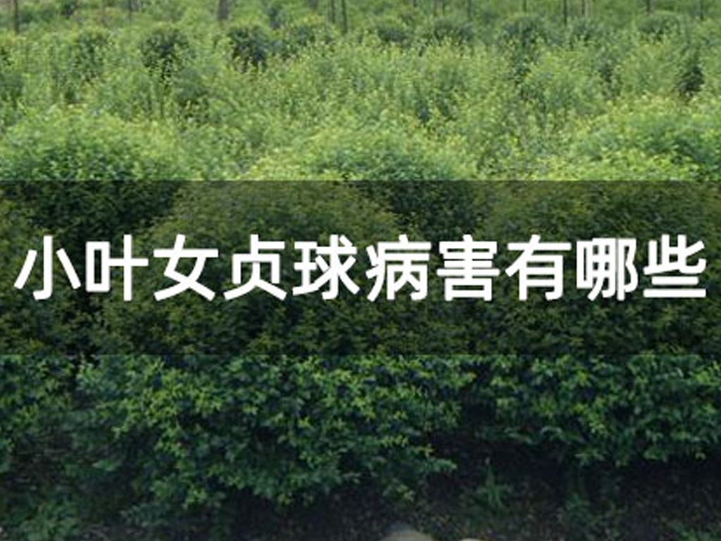 小葉女貞球病害有哪些