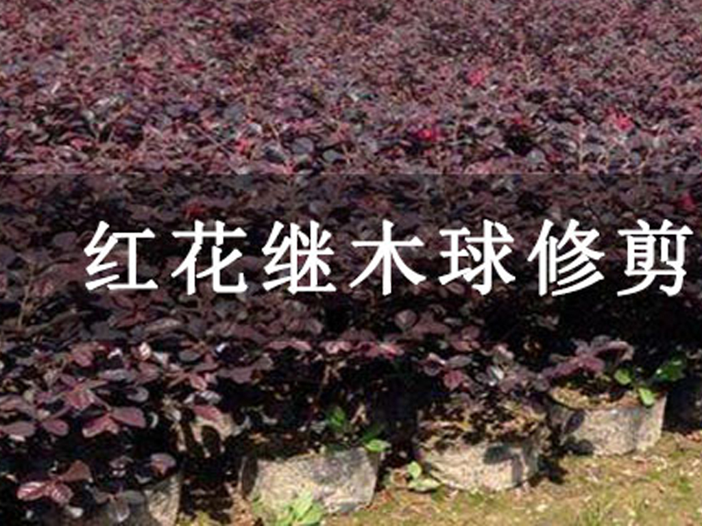 紅花繼木球修剪方法簡介