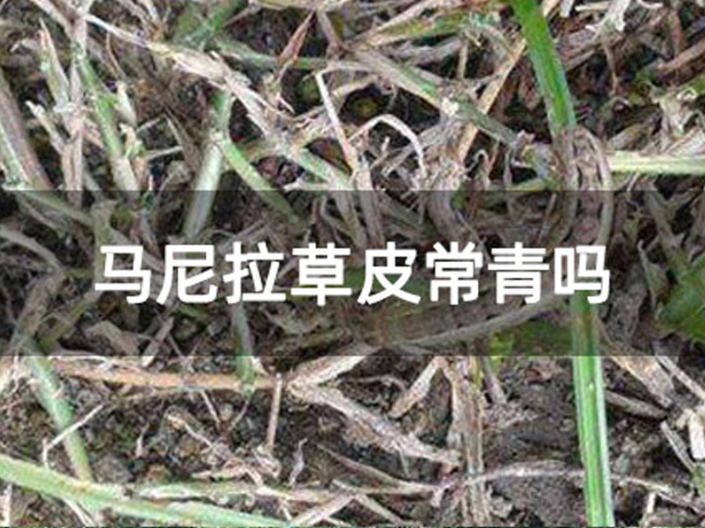 馬尼拉草皮常青嗎