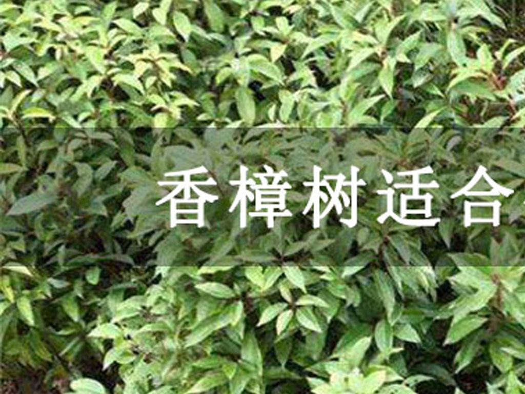 香樟樹適合什么時候種植