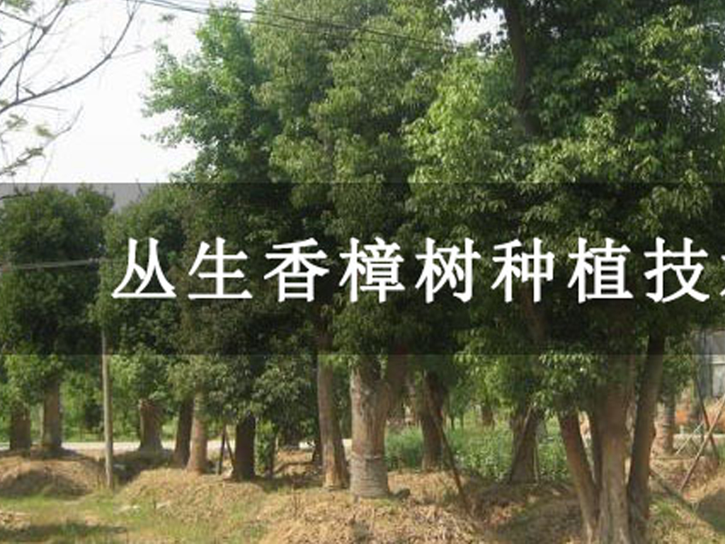 叢生香樟樹種植技術方法