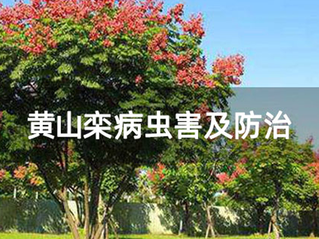 黃山欒病蟲害及防治