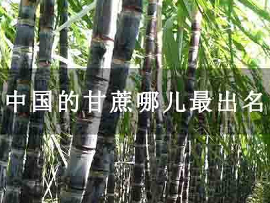 中國的甘蔗哪兒出名