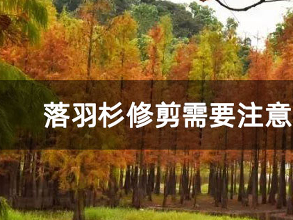落羽杉修剪需要注意什么