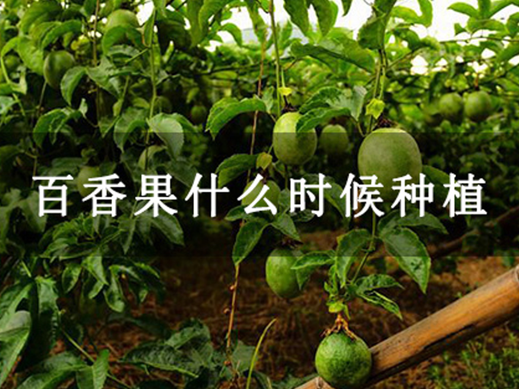百香果什么時候種植
