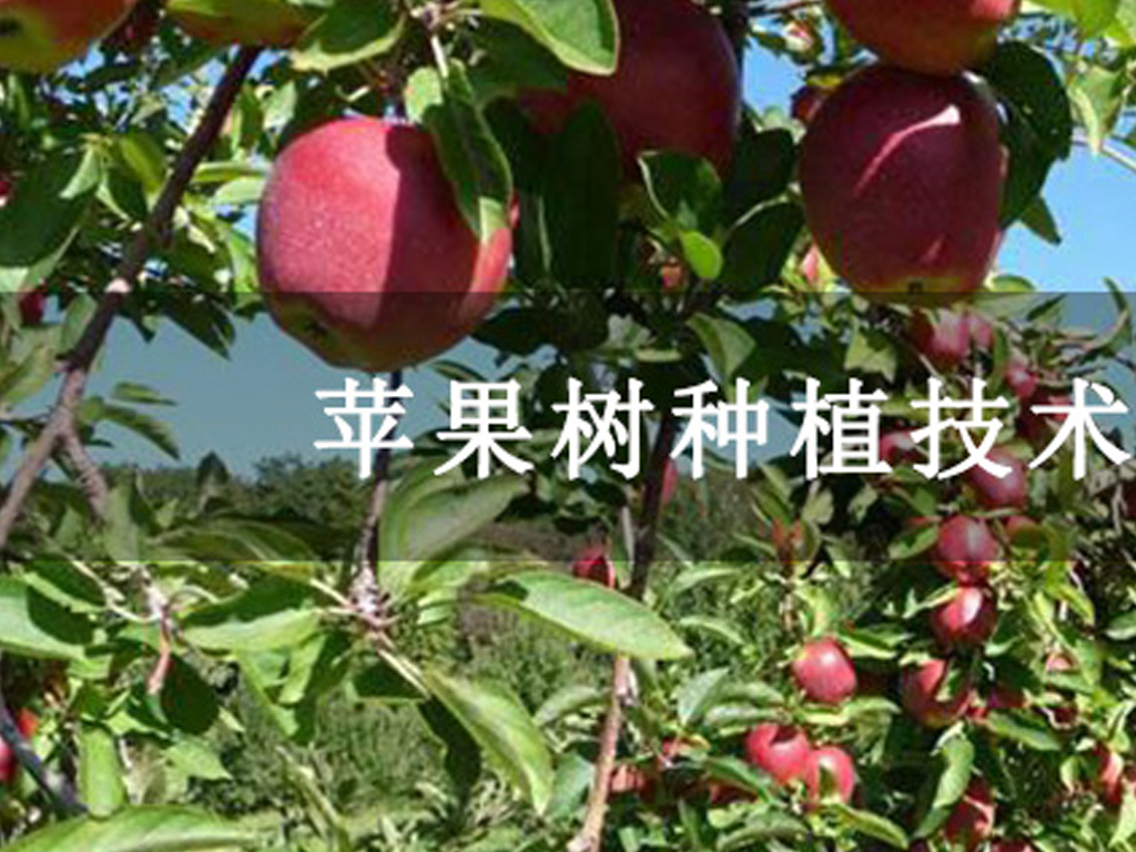 蘋果樹種植技術與管理方法