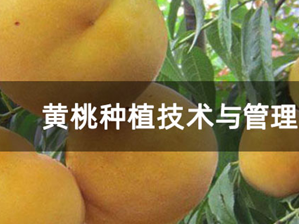 黃桃種植技術與管理方法