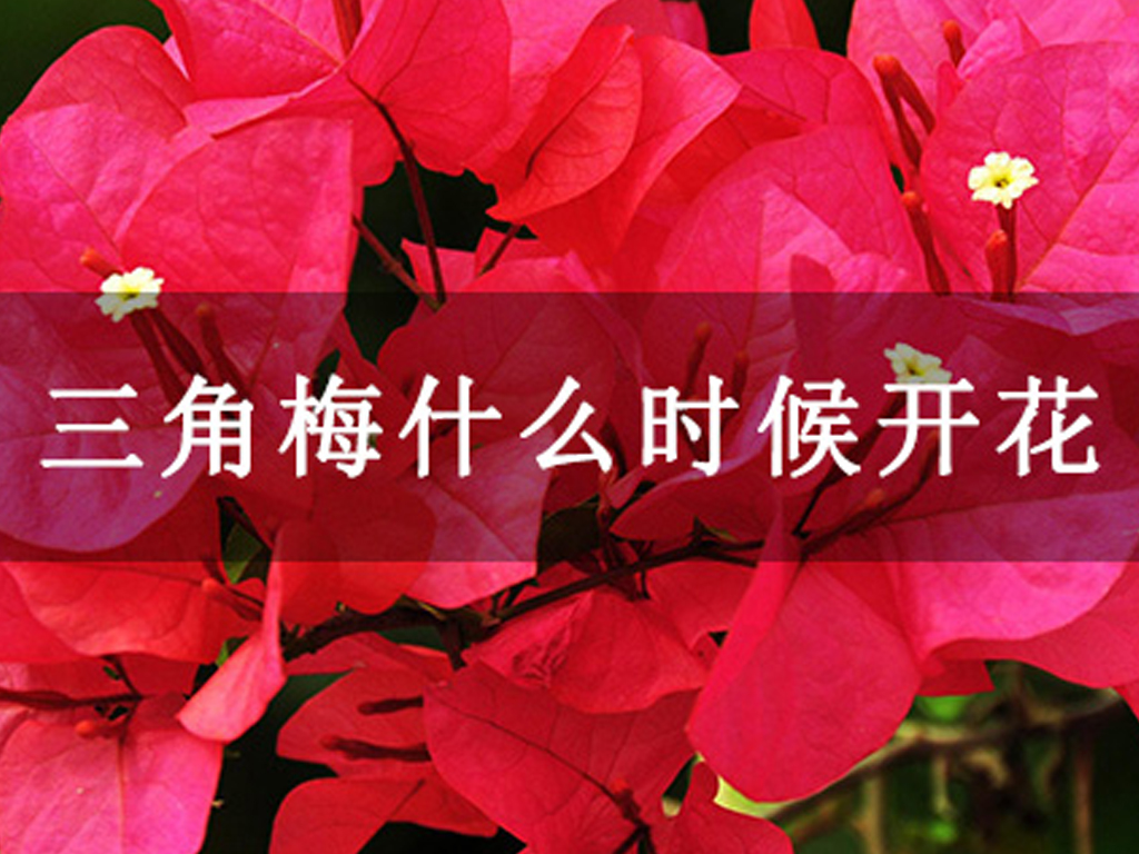 三角梅什么時候開花
