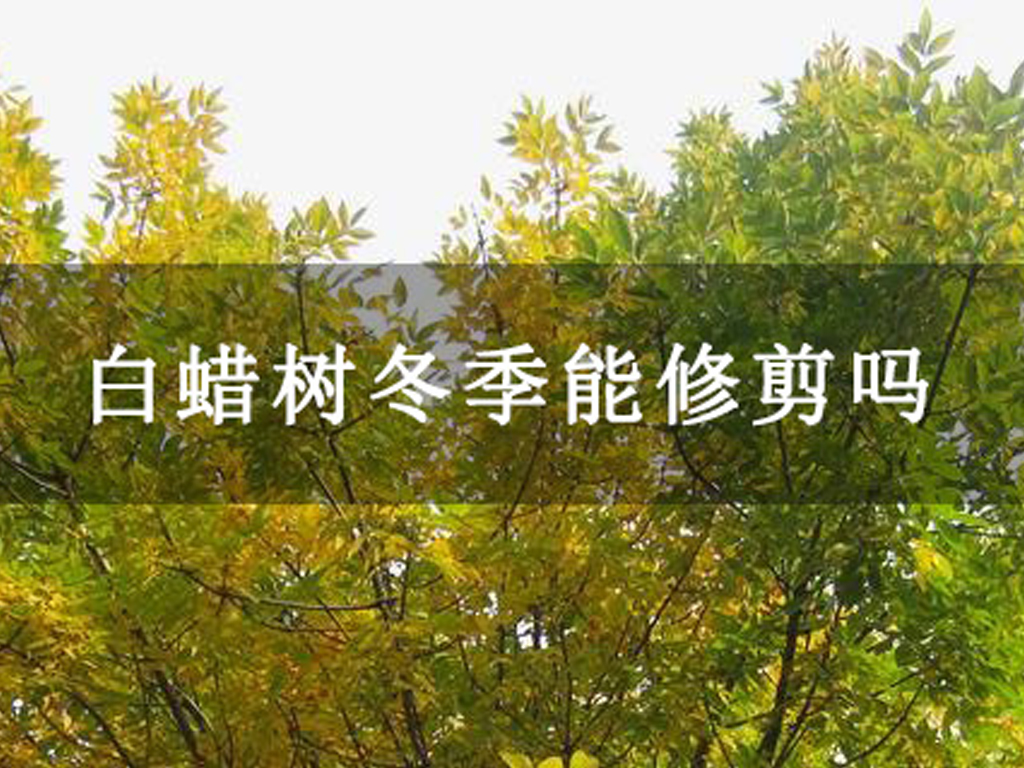 白蠟樹冬季能修剪嗎