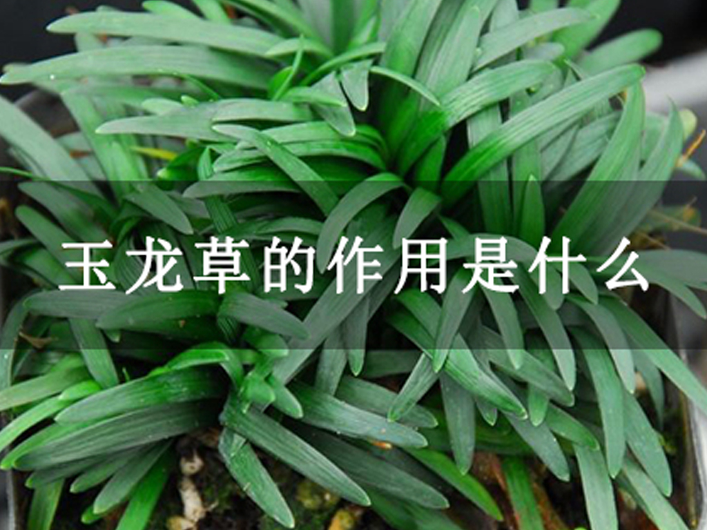 玉龍草的作用是什么