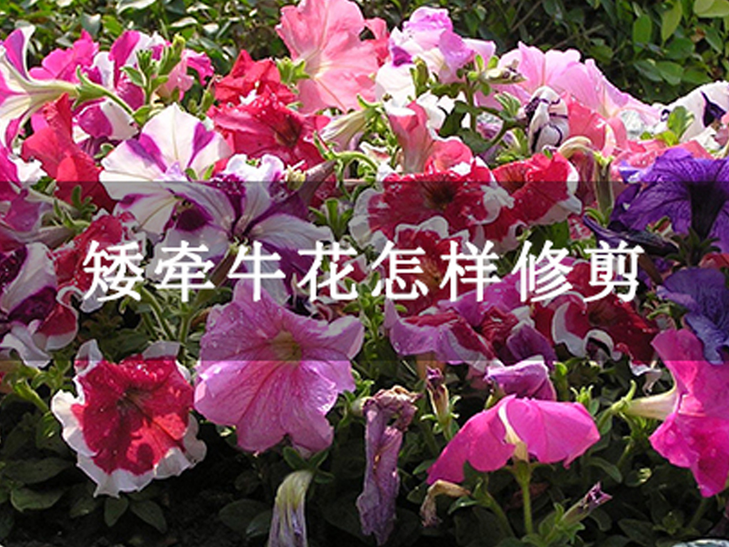 矮牽牛花怎樣修剪