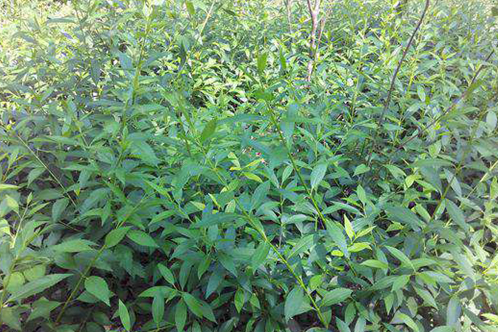 藍莓膨果期落果嚴重啥問題？