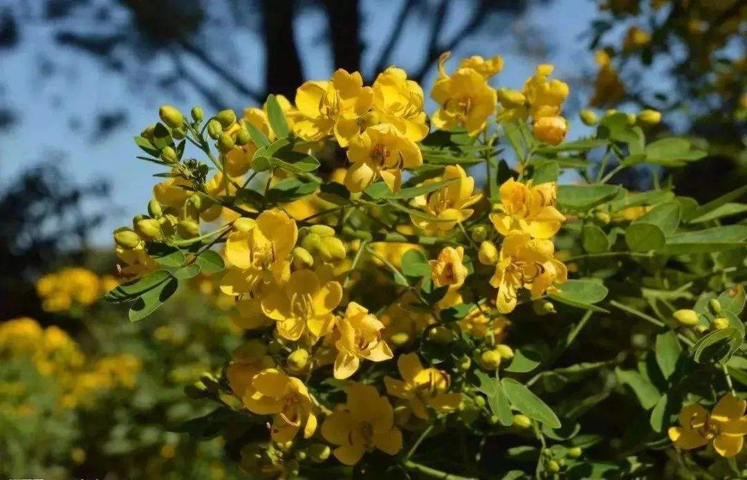 苗圃的建立與圃地耕作